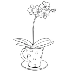 Teacup Orchid Free Coloring Page for Kids