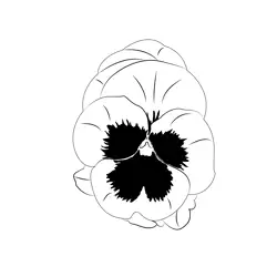 Pansy Flower Free Coloring Page for Kids