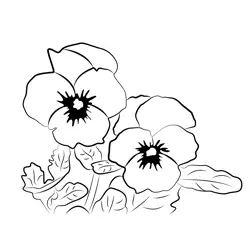Purple Pansy Flowers Free Coloring Page for Kids