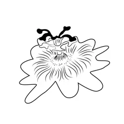 Passion Flower Free Coloring Page for Kids
