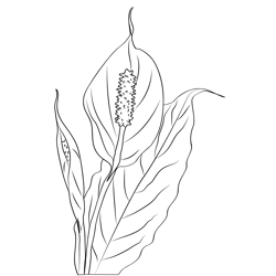 Peace Lily 1 Free Coloring Page for Kids