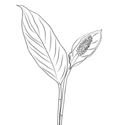 Peace Lily Flower Free Coloring Page for Kids