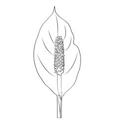 Peace Lily Free Coloring Page for Kids