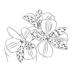 Alstroemeria Flower Free Coloring Page for Kids