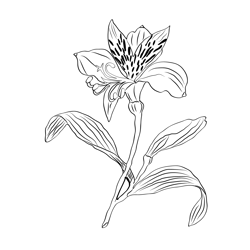 Alstroemeria Golden Flower Free Coloring Page for Kids