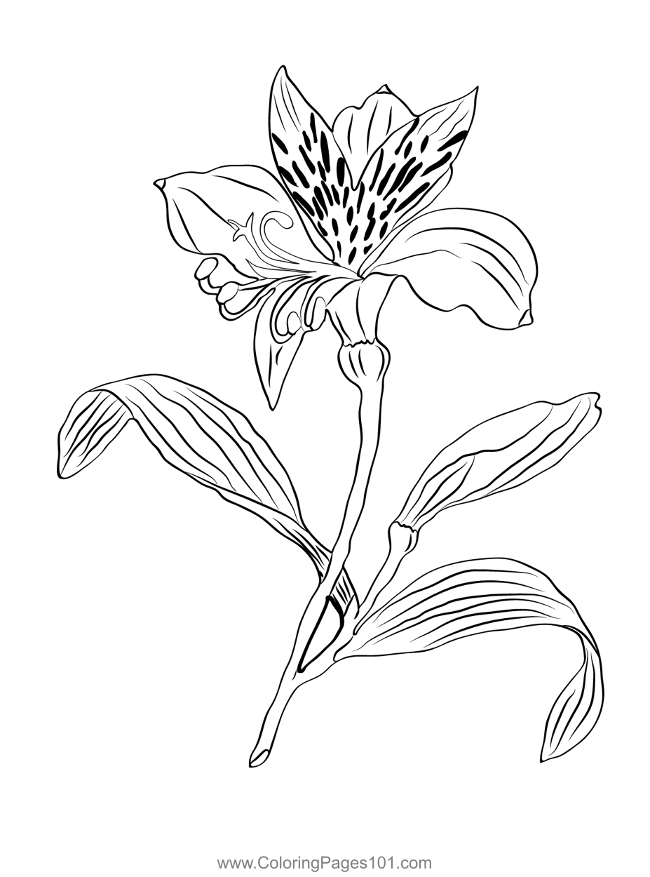 Alstroemeria Golden Flower