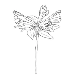 Alstroemeria Pulchella Flower Free Coloring Page for Kids