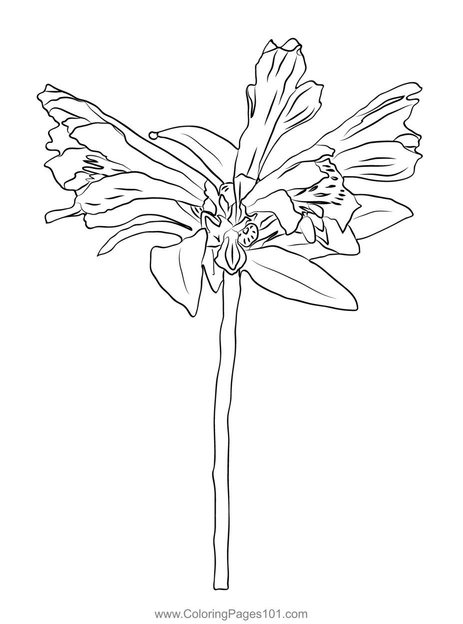 Alstroemeria Pulchella Flower