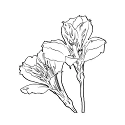 Alstroemeria Free Coloring Page for Kids