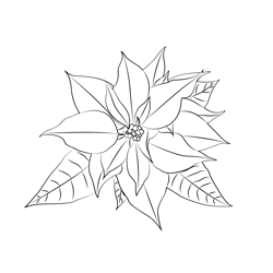 Poinsettia 1 Free Coloring Page for Kids