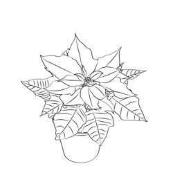 Poinsettia Free Coloring Page for Kids