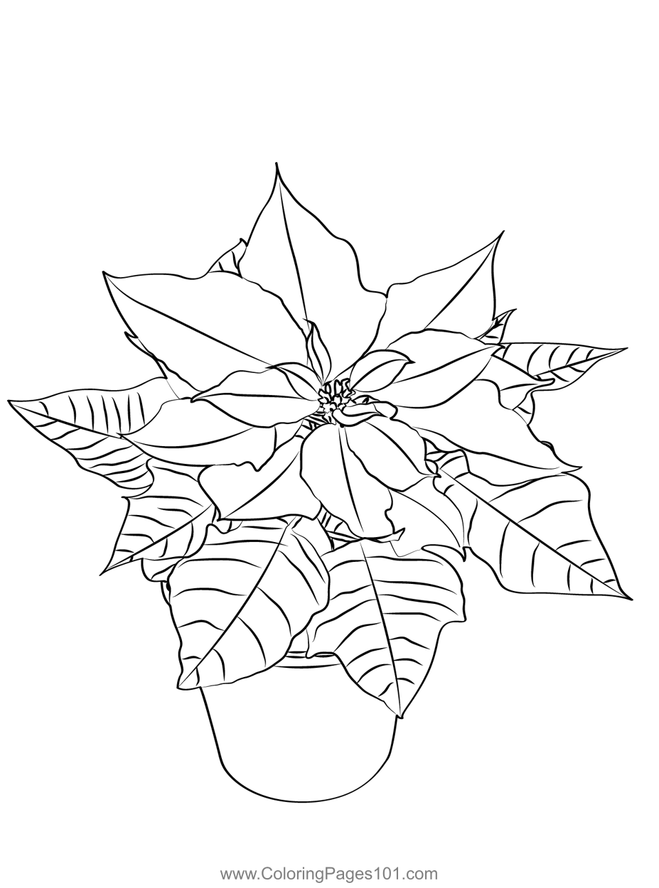Poinsettia Coloring Page for Kids - Free Poinsettias Printable Coloring