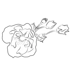 Beautiful Rose Free Coloring Page for Kids