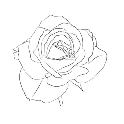 Petite Rose Flower Free Coloring Page for Kids