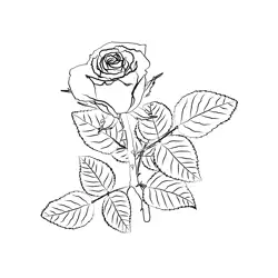 Red Rose Free Coloring Page for Kids