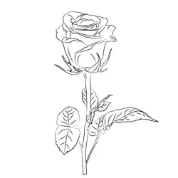 Rose Free Coloring Page for Kids