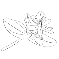 Hypericum 1 Free Coloring Page for Kids
