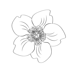 Hypericum Flower Free Coloring Page for Kids