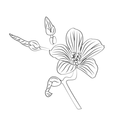 Hypericum Free Coloring Page for Kids