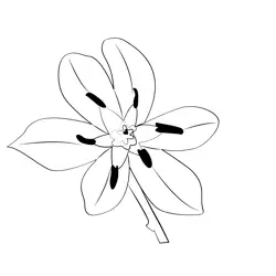 Star Of Bethlehem Free Coloring Page for Kids