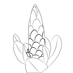 Protea 1 Free Coloring Page for Kids