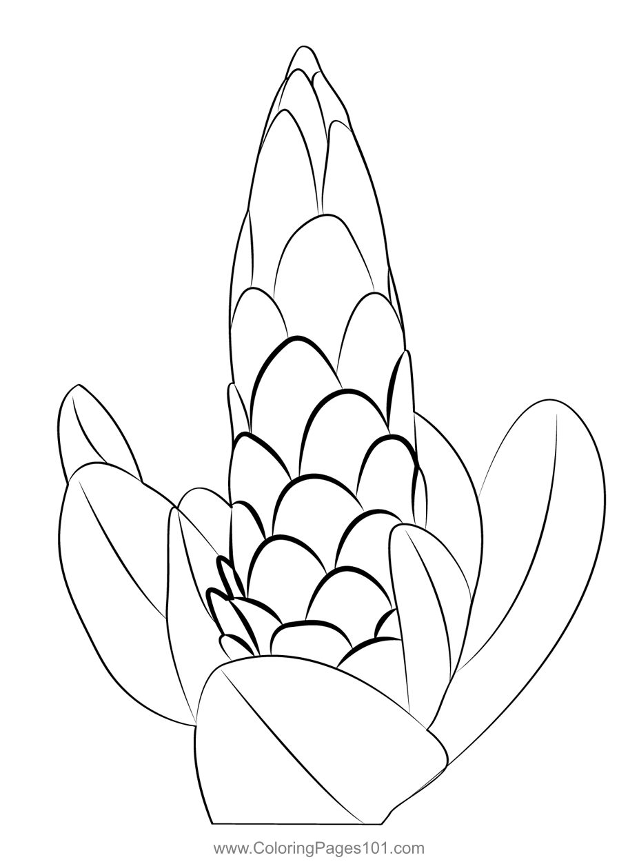 Protea 1 Coloring Page for Kids - Protea 1 