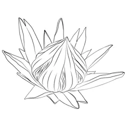 Protea Flower Free Coloring Page for Kids