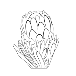Protea Free Coloring Page for Kids