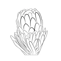 Protea Free Coloring Page for Kids