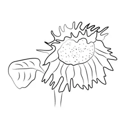Close Up Sunflower Free Coloring Page for Kids