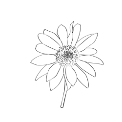 Sun Flower Free Coloring Page for Kids