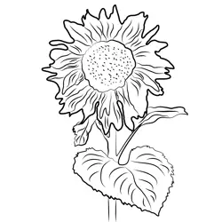 Sunflower Free Coloring Page for Kids