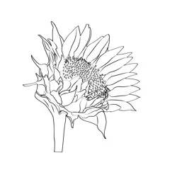 Sunflower1 Free Coloring Page for Kids