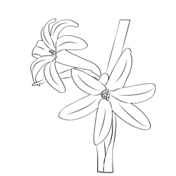 Tuberose 1 Free Coloring Page for Kids