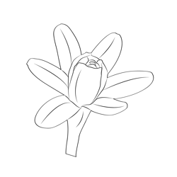 Tuberose Flower Free Coloring Page for Kids