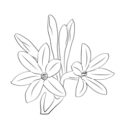 Tuberose Free Coloring Page for Kids