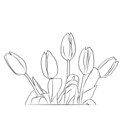 Tulip Flower 1 Free Coloring Page for Kids