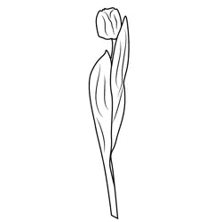 Tulip Flower Free Coloring Page for Kids