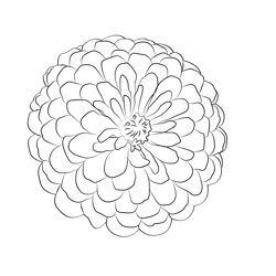 Zinnia 1 Free Coloring Page for Kids