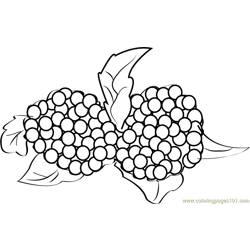 Blackberries Free Coloring Page for Kids
