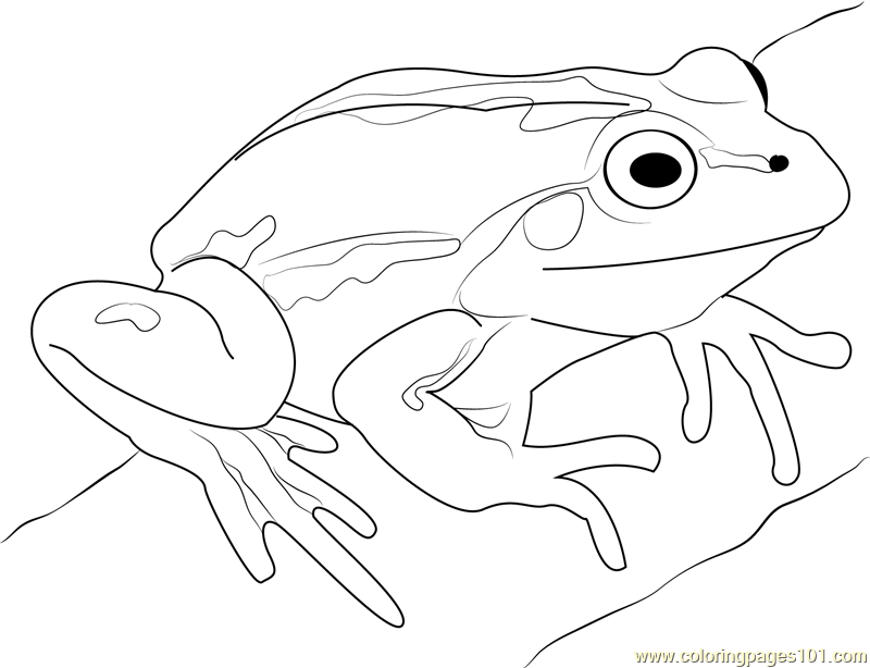 frog coloring pages free - Consuela Proffitt