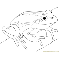 Cute Frog Free Coloring Page for Kids