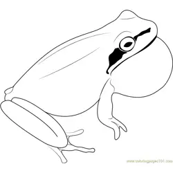 Eastern Sedge Frog Free Coloring Page for Kids