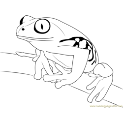 Tree Frog on Branch Free Coloring Page for Kids
