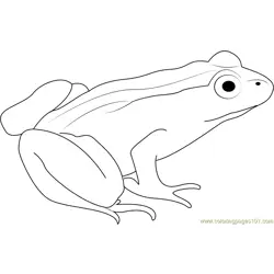 White Frog Free Coloring Page for Kids