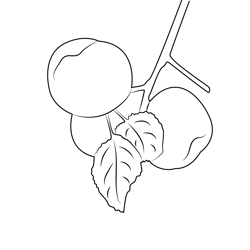 Apple On Branch Of Tree Free Coloring Page for Kids