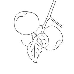 Apple On Branch Of Tree Free Coloring Page for Kids