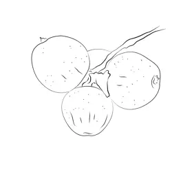 Apples 3 Free Coloring Page for Kids