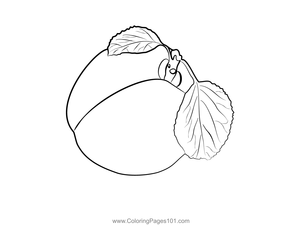 Apricot 1 Coloring Page for Kids Free Apricot Printable Coloring