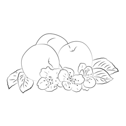 Apricot Free Coloring Page for Kids